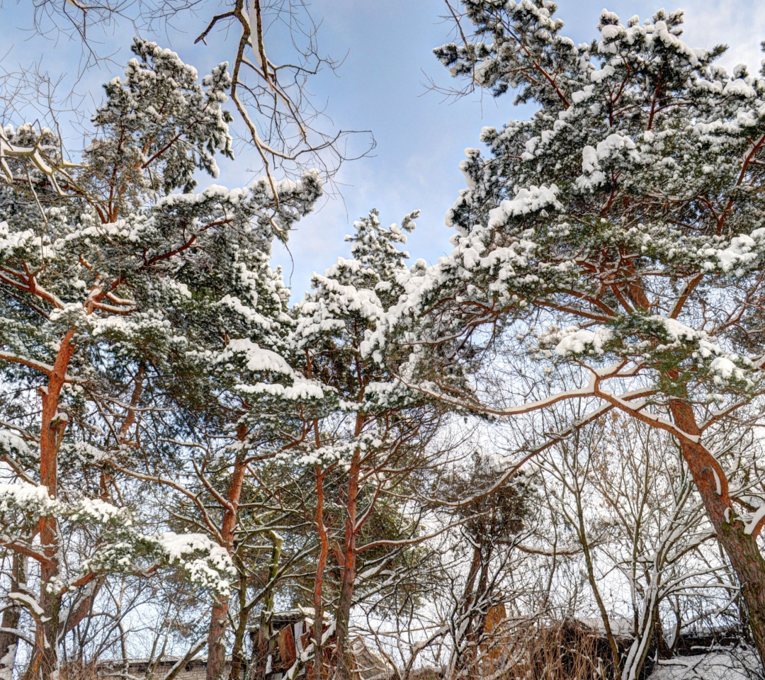 Das Snowy Trees Wallpaper 1080x960