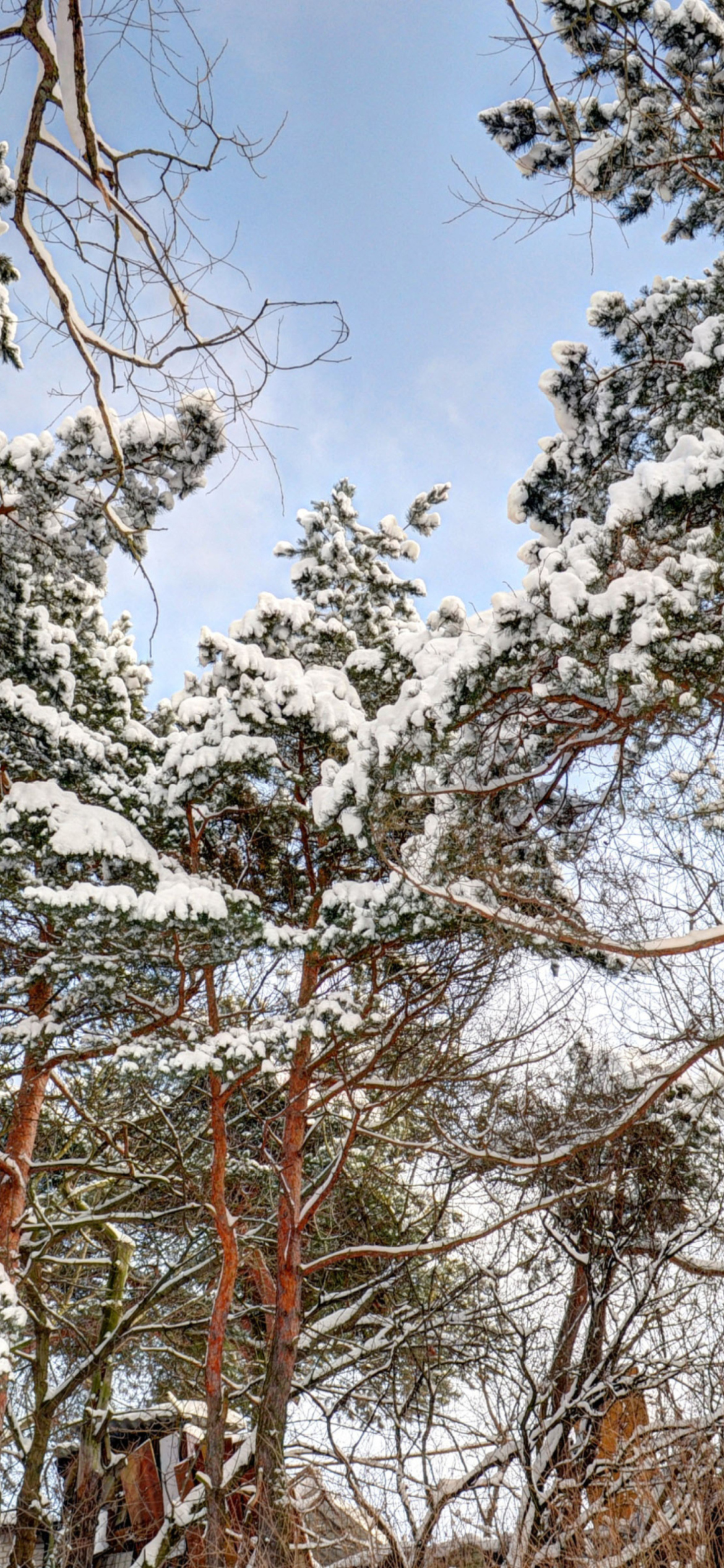 Fondo de pantalla Snowy Trees 1170x2532