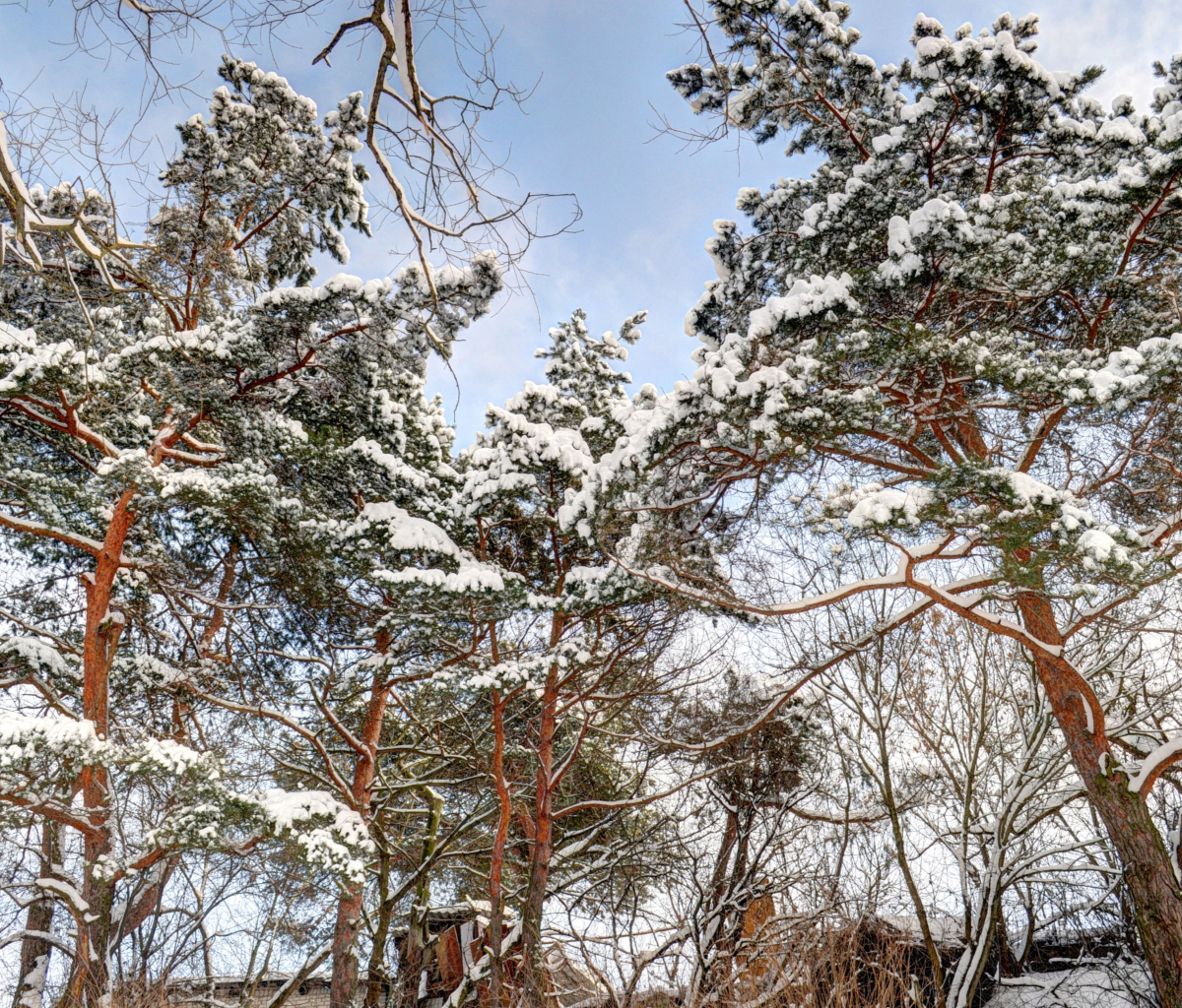 Fondo de pantalla Snowy Trees 1200x1024