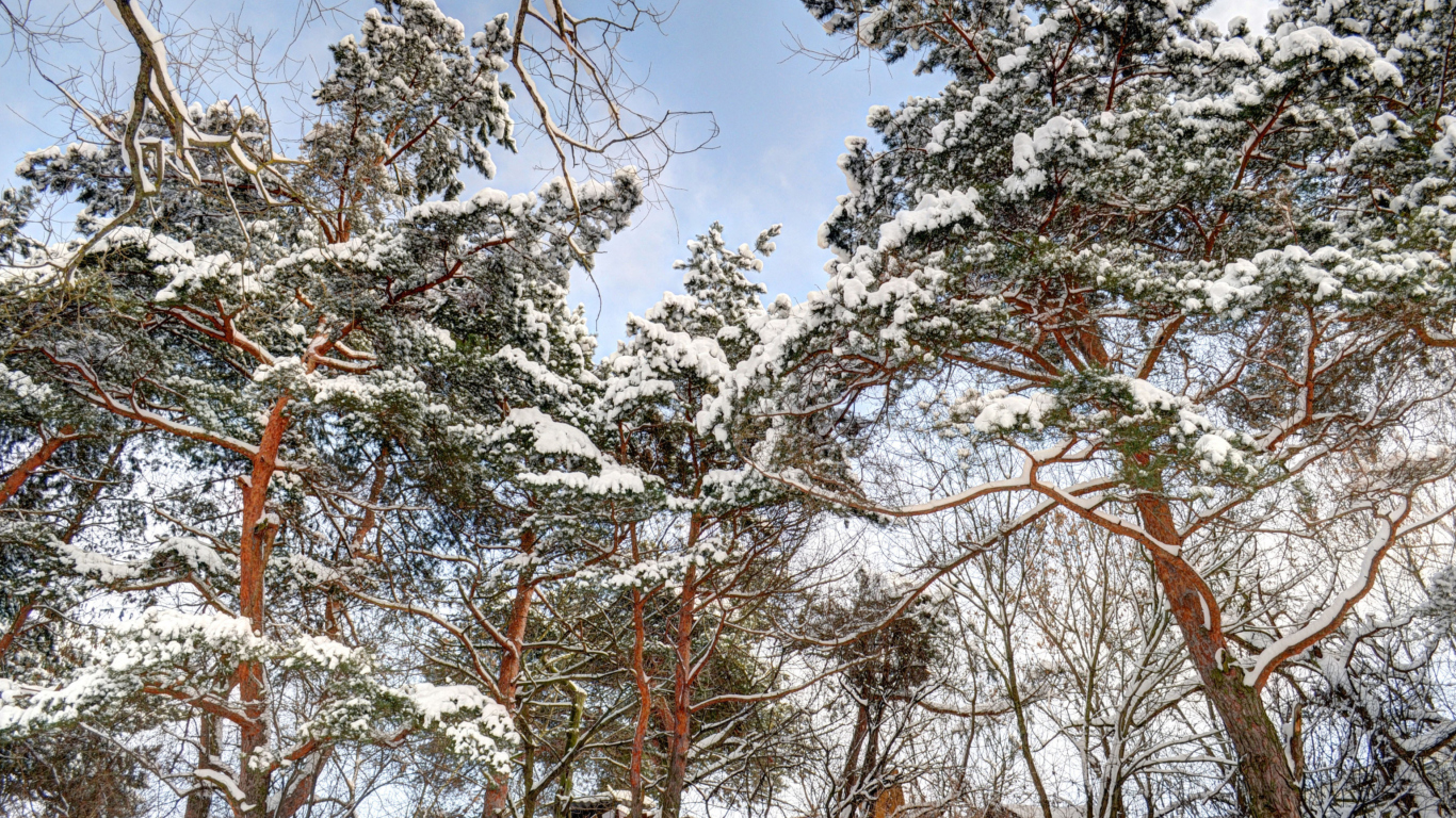 Snowy Trees wallpaper 1366x768