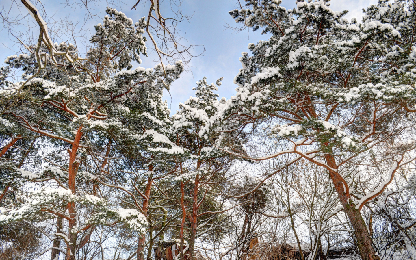 Das Snowy Trees Wallpaper 1440x900