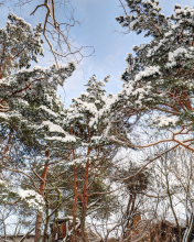 Snowy Trees screenshot #1 176x220