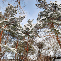Fondo de pantalla Snowy Trees 208x208