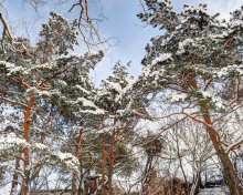 Snowy Trees screenshot #1 220x176