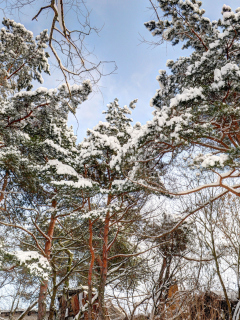 Das Snowy Trees Wallpaper 240x320