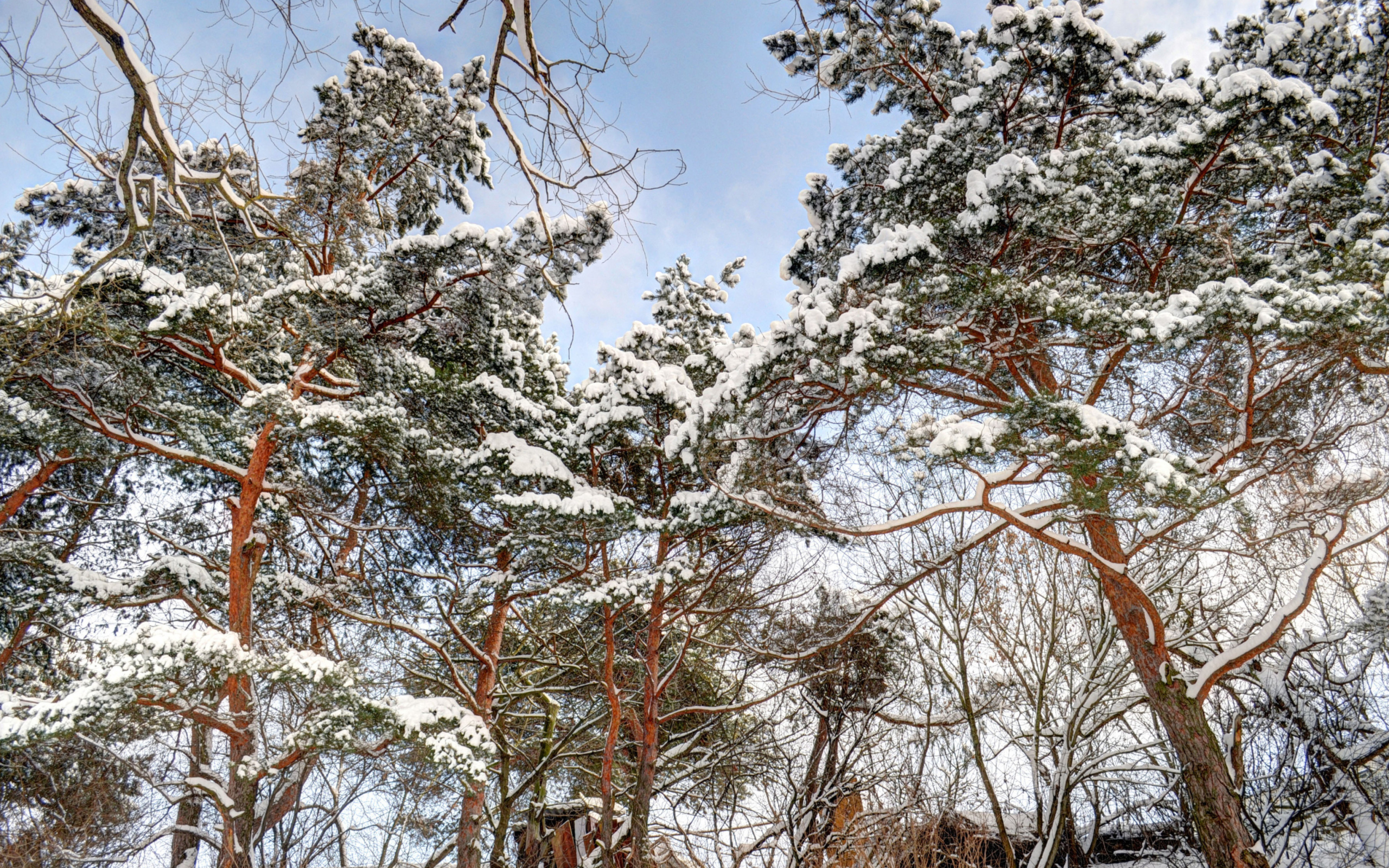 Snowy Trees wallpaper 2560x1600