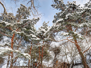 Обои Snowy Trees 320x240