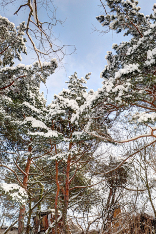 Fondo de pantalla Snowy Trees 320x480