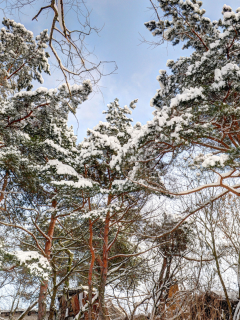 Sfondi Snowy Trees 480x640