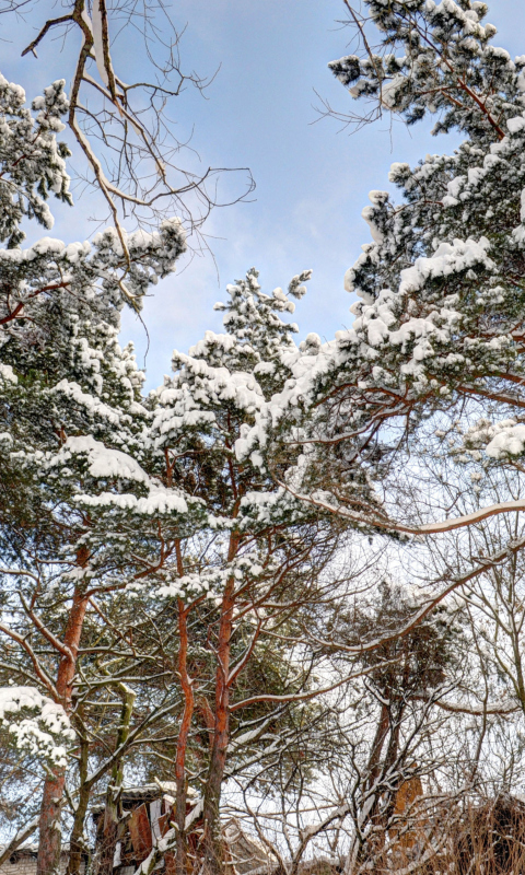 Snowy Trees wallpaper 480x800