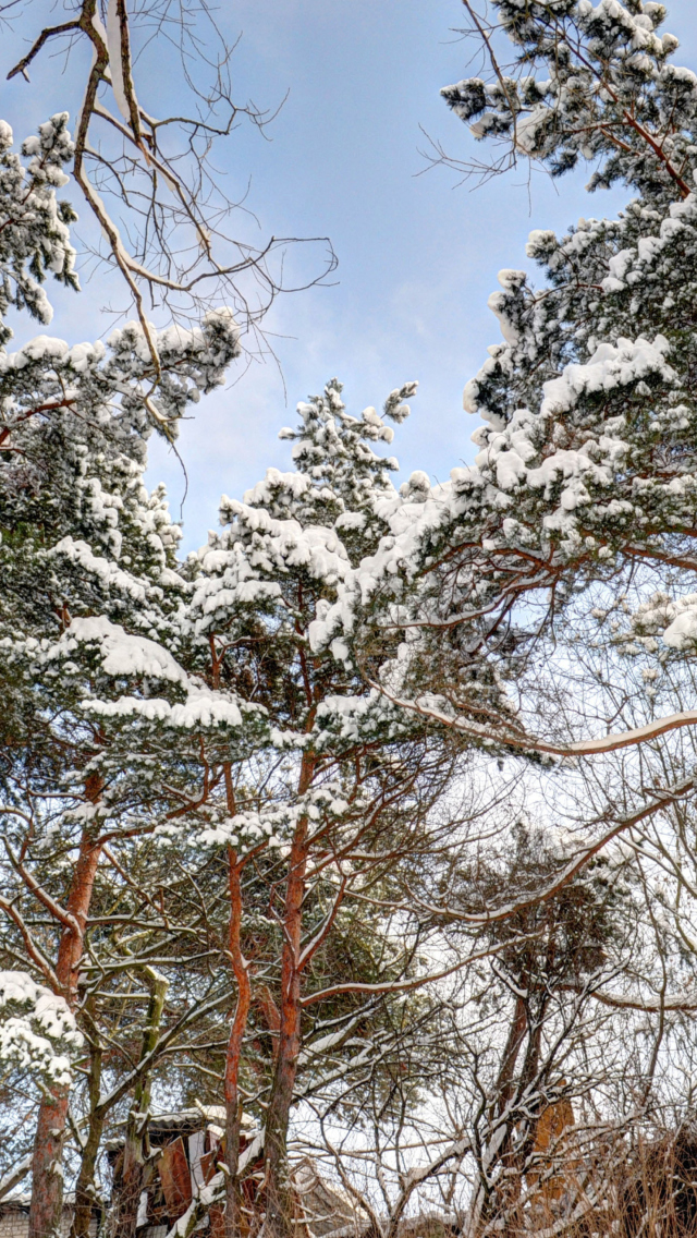 Sfondi Snowy Trees 640x1136