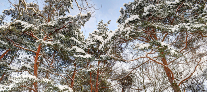 Fondo de pantalla Snowy Trees 720x320