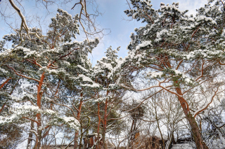 Snowy Trees - Obrázkek zdarma 