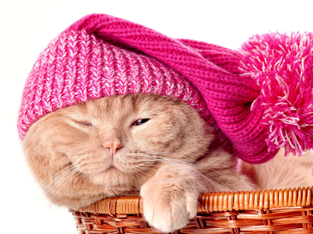 Обои Kitten in Basket 1024x768