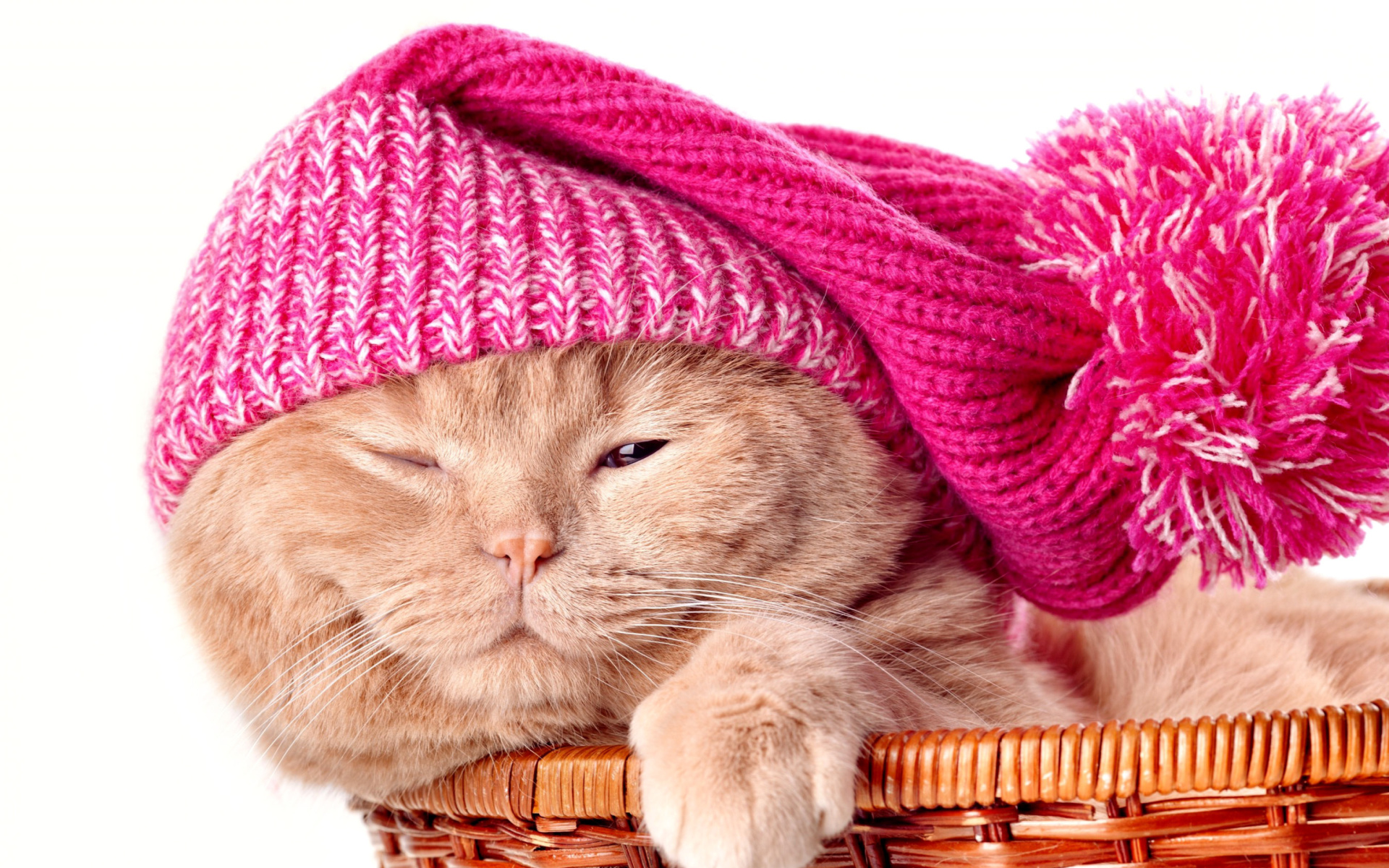 Kitten in Basket wallpaper 1920x1200