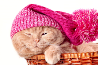 Kitten in Basket Wallpaper for Android, iPhone and iPad