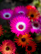 Sfondi Colorful Blossom 132x176