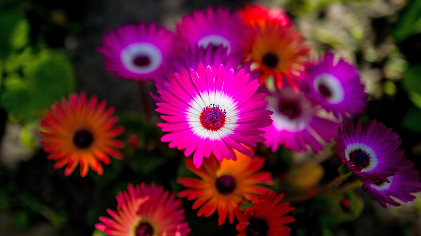 Fondo de pantalla Colorful Blossom 1366x768