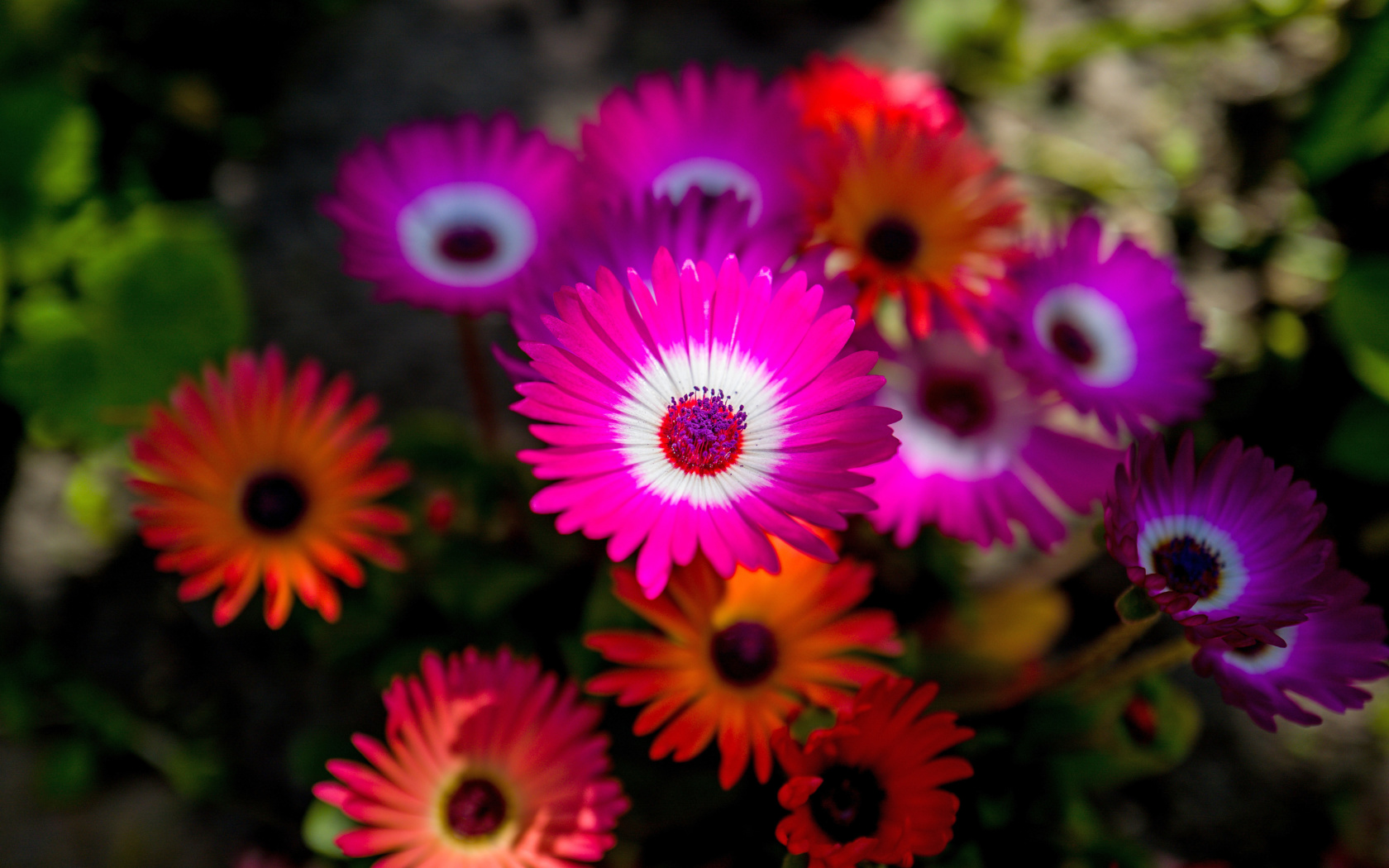 Colorful Blossom screenshot #1 1680x1050