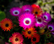 Fondo de pantalla Colorful Blossom 176x144