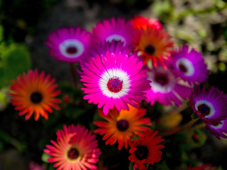 Colorful Blossom screenshot #1 320x240