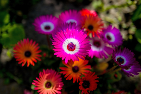 Sfondi Colorful Blossom 480x320