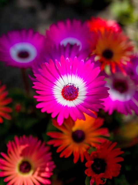 Fondo de pantalla Colorful Blossom 480x640