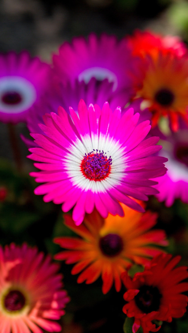 Das Colorful Blossom Wallpaper 640x1136