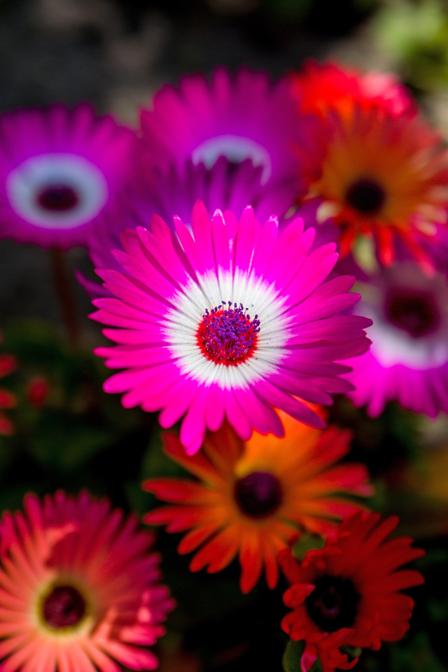 Fondo de pantalla Colorful Blossom 640x960