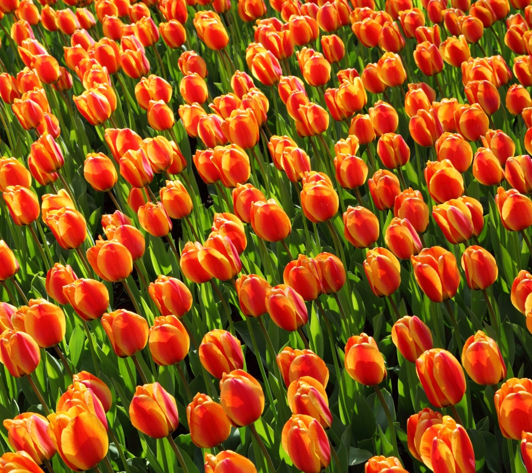 Sfondi Istanbul Tulip Festival 1080x960