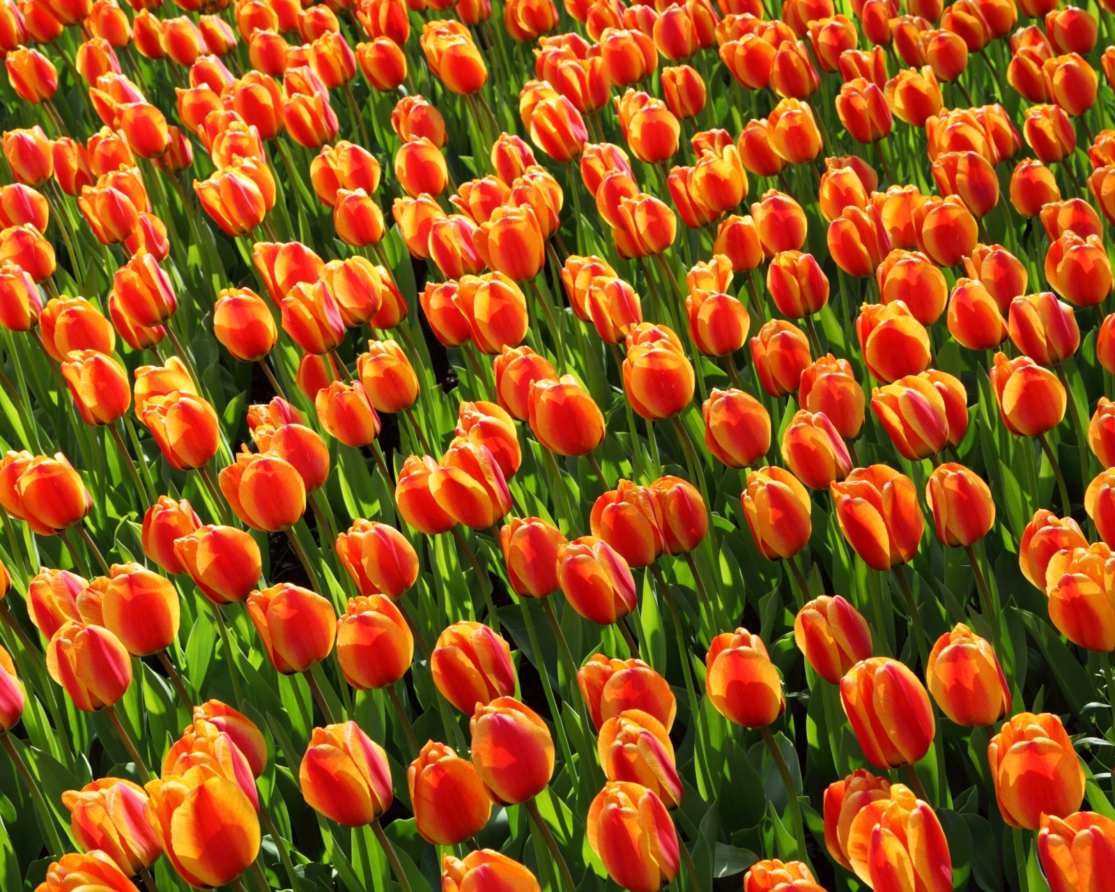 Sfondi Istanbul Tulip Festival 1600x1280