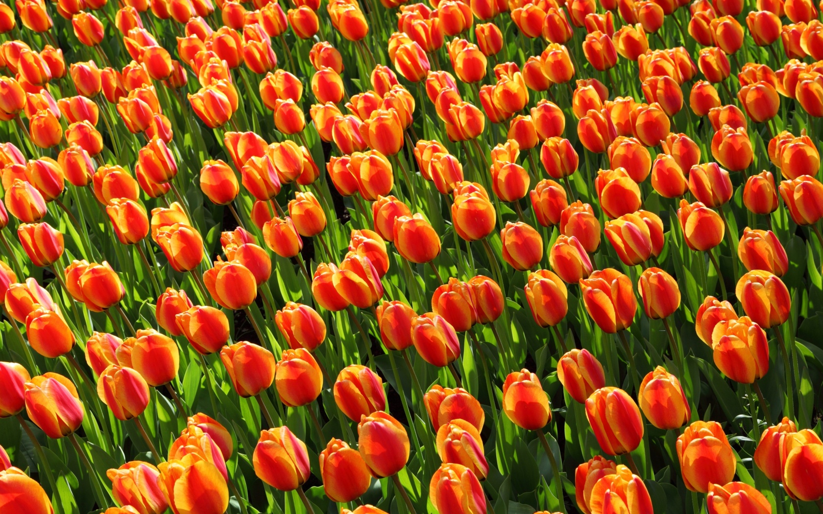 Fondo de pantalla Istanbul Tulip Festival 1680x1050