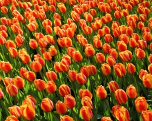 Fondo de pantalla Istanbul Tulip Festival 220x176