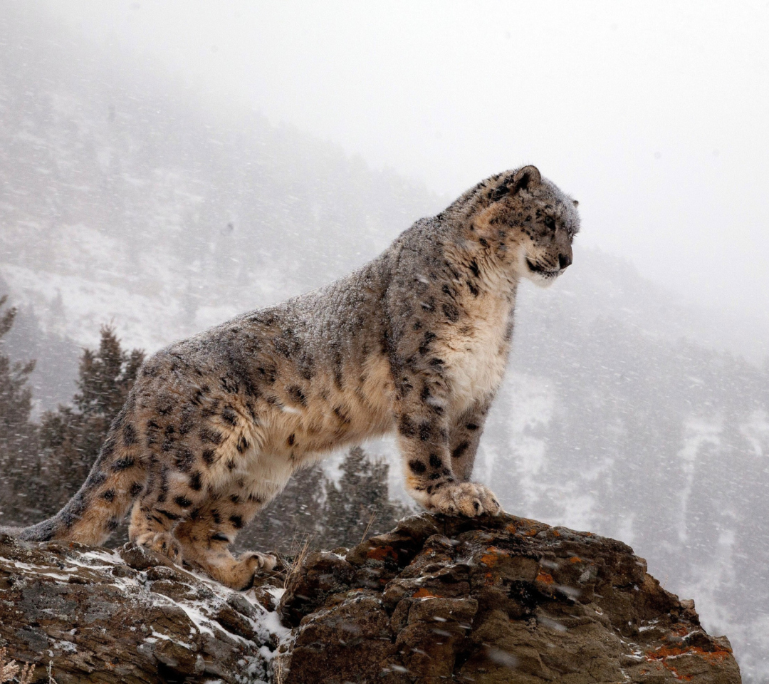 Sfondi Snow Leopard 1080x960