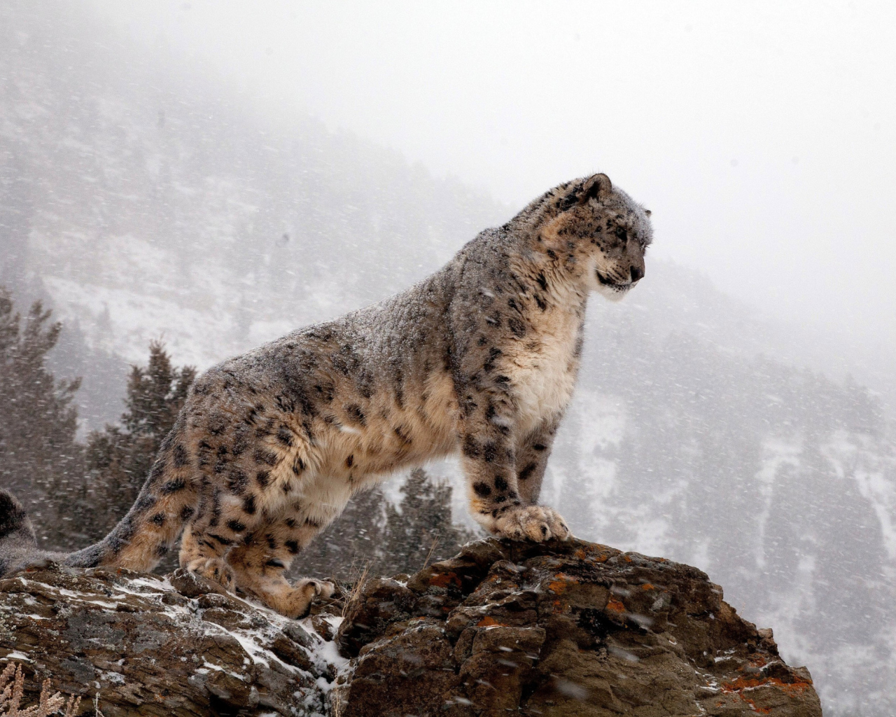 Sfondi Snow Leopard 1280x1024