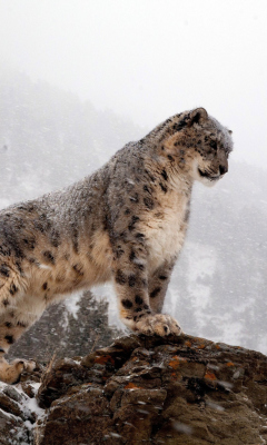 Fondo de pantalla Snow Leopard 240x400