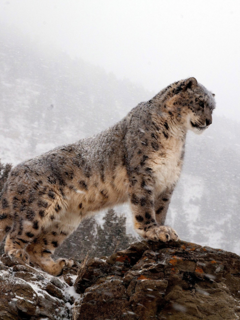 Sfondi Snow Leopard 480x640