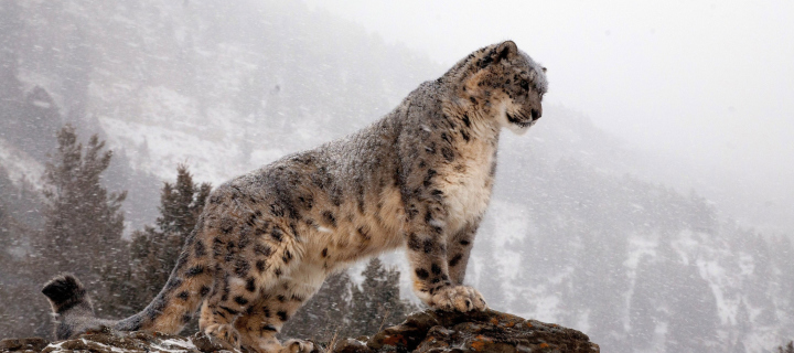 Обои Snow Leopard 720x320