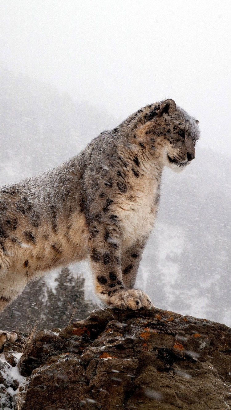 Snow Leopard screenshot #1 750x1334