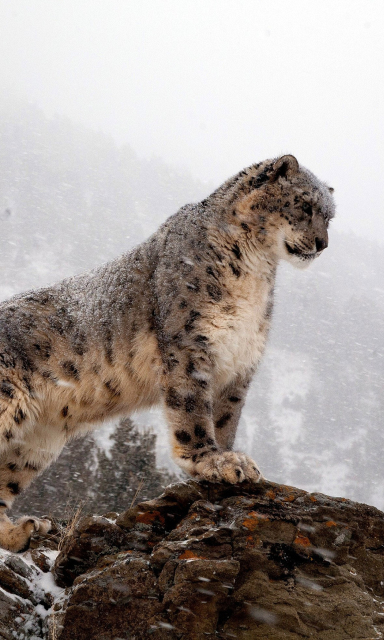 Sfondi Snow Leopard 768x1280