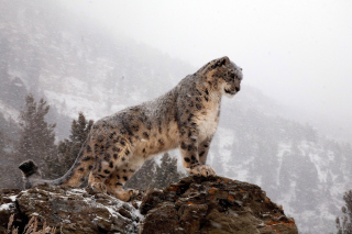 Free Snow Leopard Picture for Android, iPhone and iPad