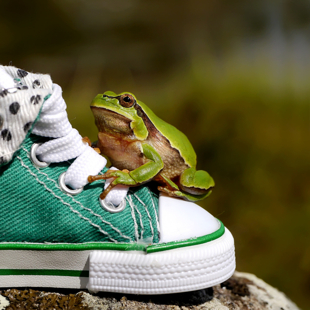 Green Frog Sneakers wallpaper 1024x1024