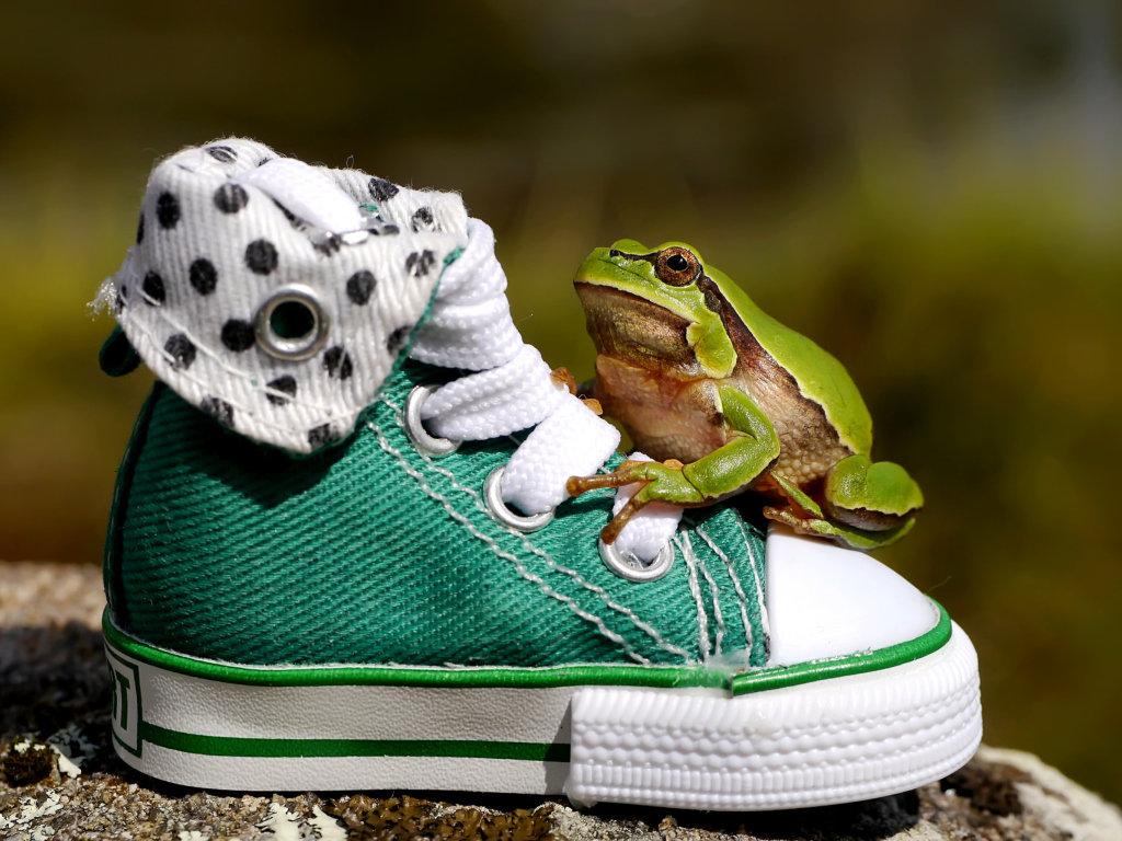 Fondo de pantalla Green Frog Sneakers 1024x768