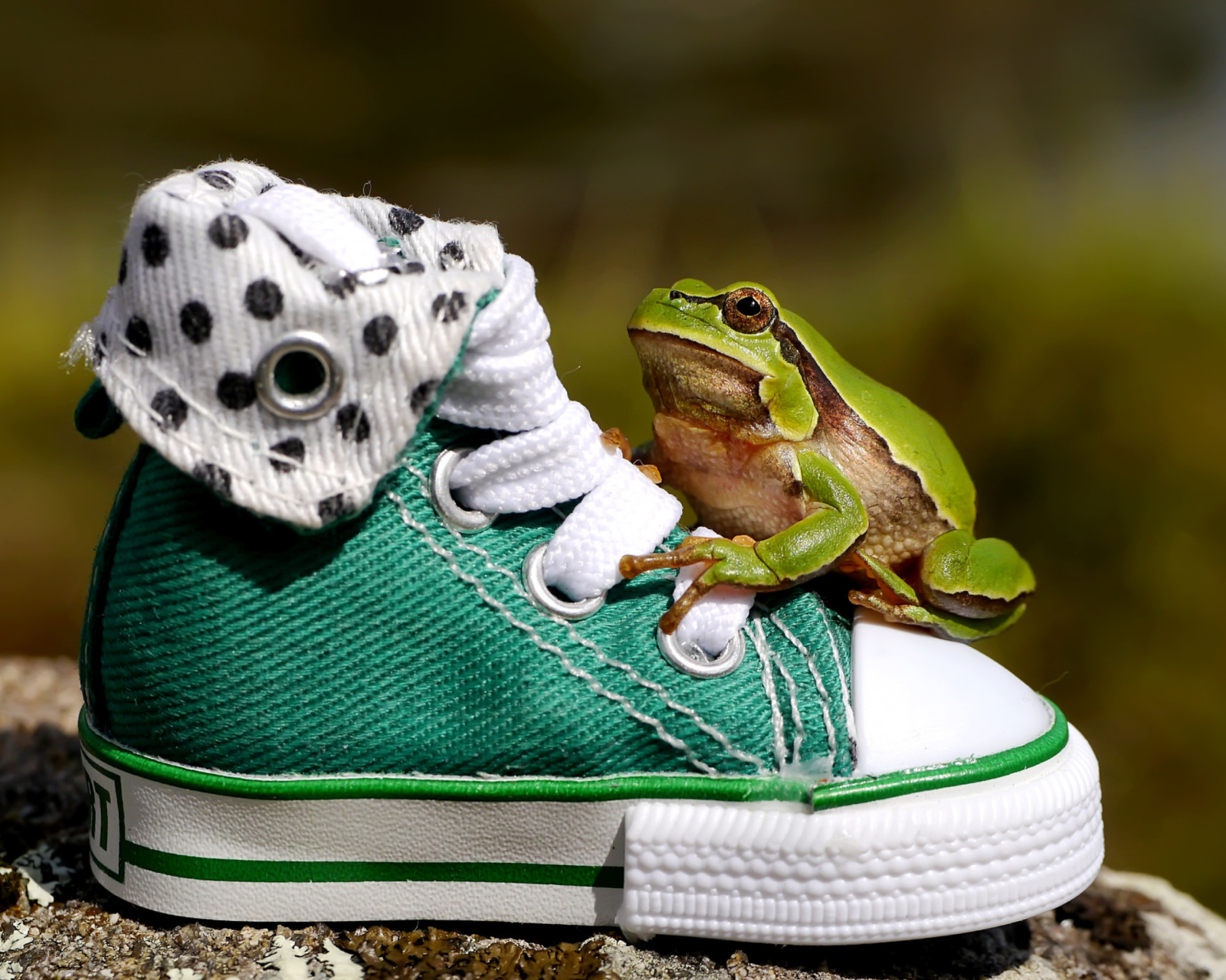 Green Frog Sneakers wallpaper 1600x1280