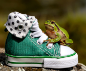 Das Green Frog Sneakers Wallpaper 176x144