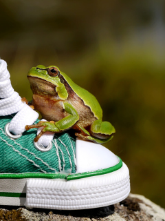 Обои Green Frog Sneakers 240x320