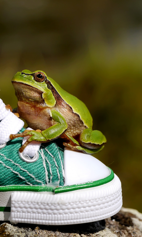 Das Green Frog Sneakers Wallpaper 480x800
