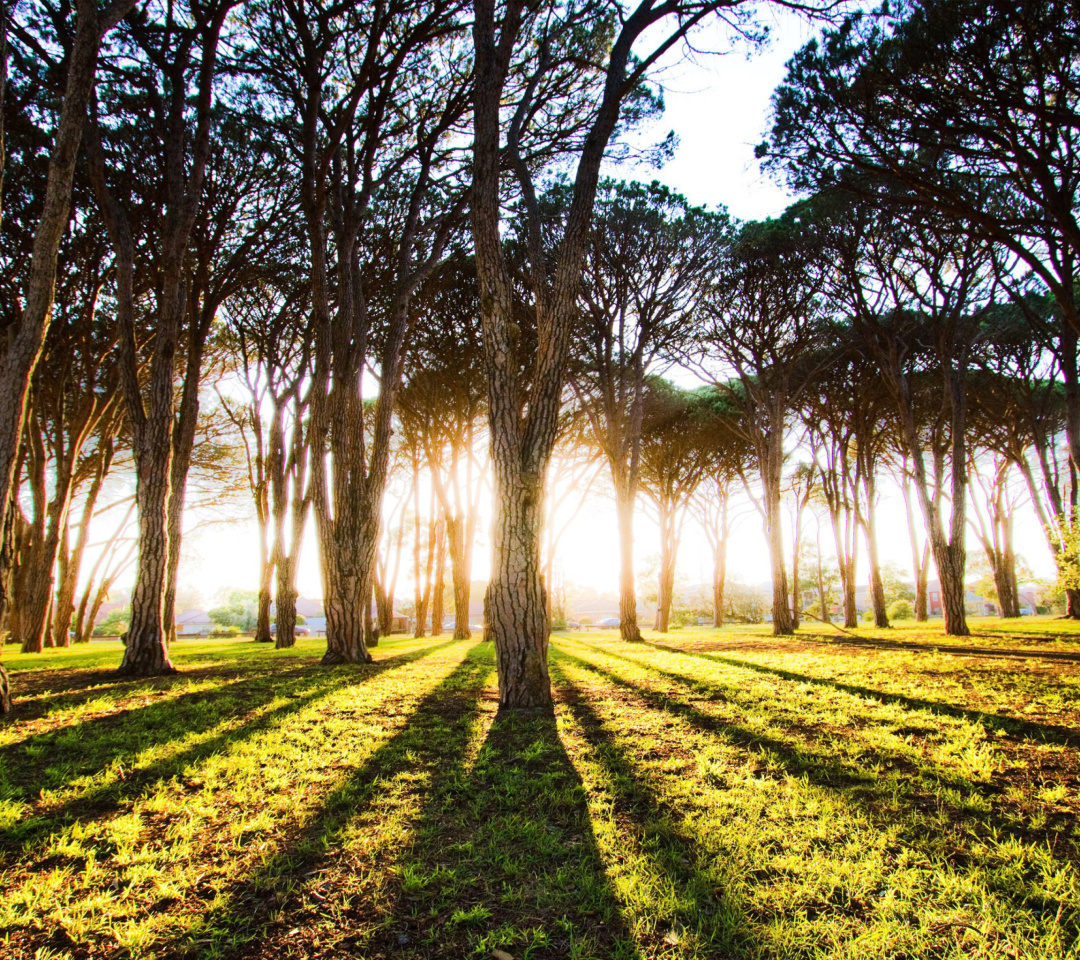 Sfondi Long Trees Shadows 1080x960