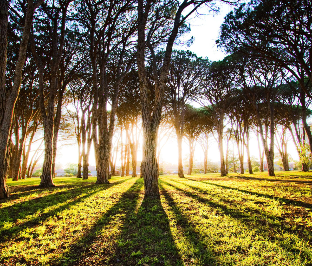 Sfondi Long Trees Shadows 1200x1024