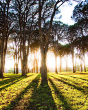 Long Trees Shadows wallpaper 128x160